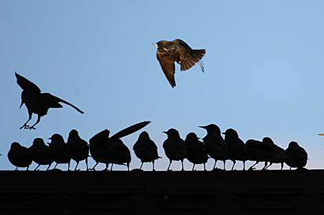 Starlings