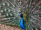 A peacock