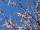 A blooming apricot tree in Gomel