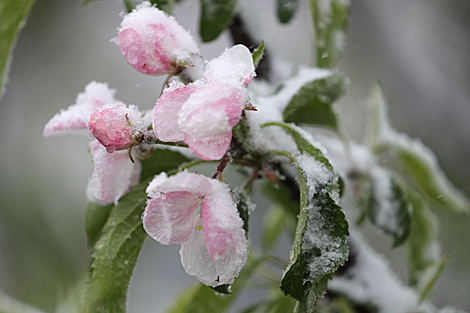 Snow in Grodno