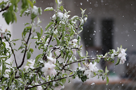 Snow in Grodno