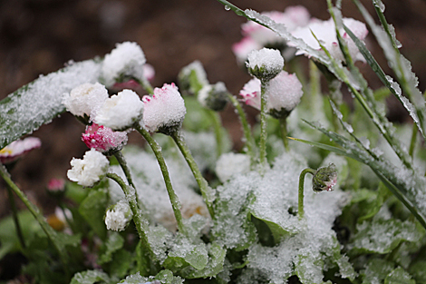 May flowers in snow