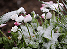 May flowers in snow