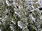 Snowy morning in Grodno