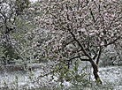 Snowy morning in Grodno