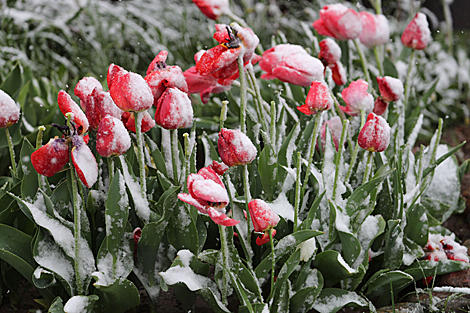 May flowers in snow