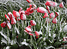 May flowers in snow