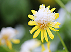 May flowers in snow