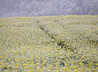 Colza fields covered with snow