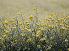 Colza fields covered with snow