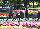 Flower paradise: 35,000 tulips planted in Gomel park