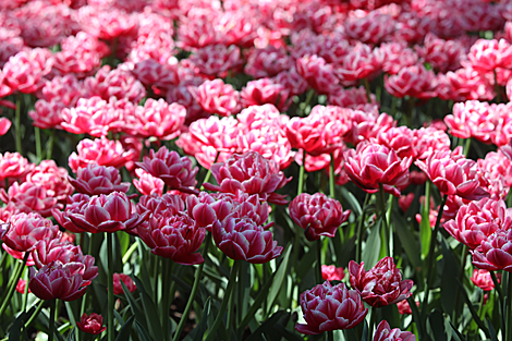 Tulip season 2020 in Gomel park