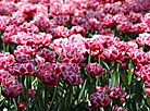 Tulip season 2020 in Gomel park
