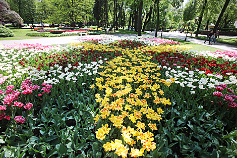 У Гомельскім парку адкрыўся сезон цюльпанаў