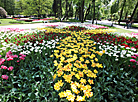 У Гомельскім парку адкрыўся сезон цюльпанаў