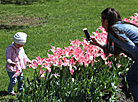 Tulip season opens in Gomel park 