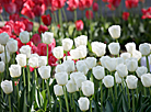 Tulips in Gomel park