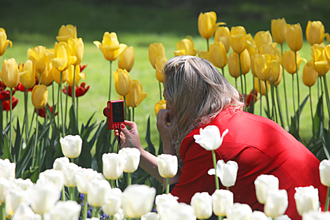 Tulip season 2020 in Gomel park