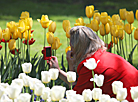 Tulip season 2020 in Gomel park