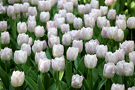 Thousands of tulips planted in Gomel park