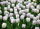 Thousands of tulips planted in Gomel park