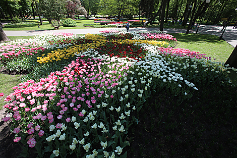 Tulip season 2020 in Gomel park