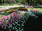 Tulip season 2020 in Gomel park