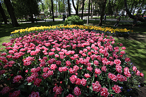 Цюльпаны ў Гомельскім парку 