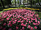 Tulips in Gomel park