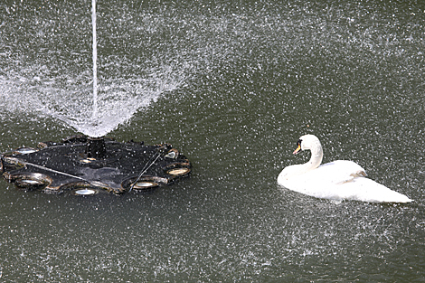 A swan in Gomel park