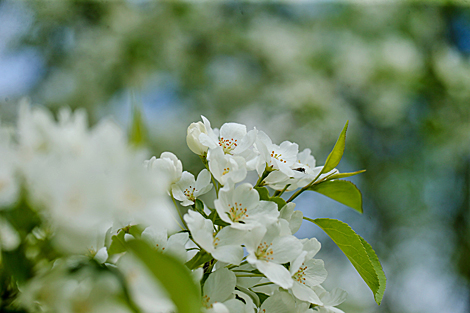 Trees in bloom in the Loshitsa Park