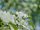 Trees in bloom in the Loshitsa Park