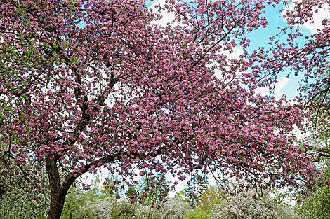 Квітнеючы май у Лошыцкім парку 