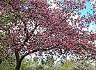 Spring blossoms in Loshitsa Park