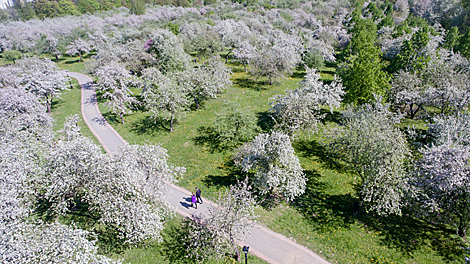 Spring blossoms in Loshitsa Park