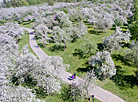 Квітнеючы май у Лошыцкім парку 