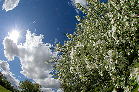 Spring in Loshitsa Park