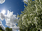 Spring in Loshitsa Park