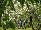 Spring in Loshitsa Park