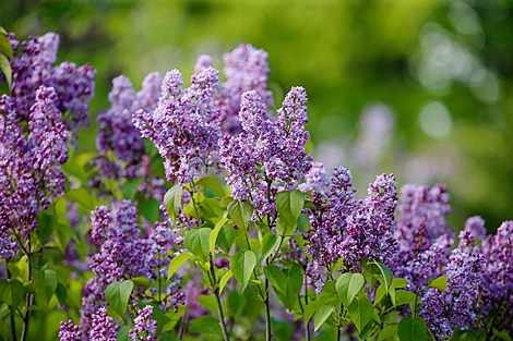 Lilac in bloom in Botanical Garden