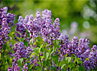 Lilac in bloom in Botanical Garden