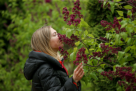 Week of Lilac in Minsk Botanical Garden