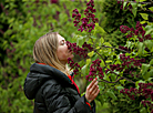 Week of Lilac in Minsk Botanical Garden