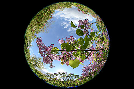 Week of Lilac in Minsk Botanical Garden