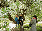 Week of Lilac in Minsk Botanical Garden