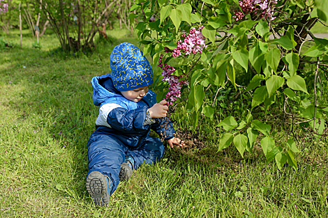 Week of Lilac in Minsk Botanical Garden