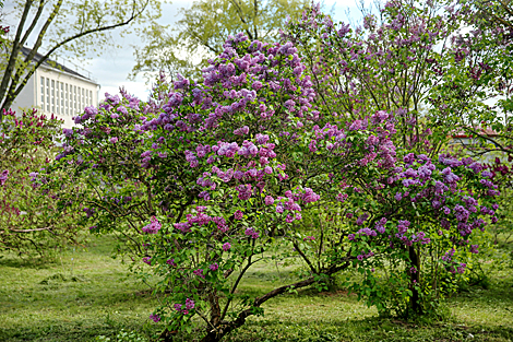 Lilac in bloom in Botanical Garden