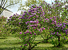 Lilac in bloom in Botanical Garden