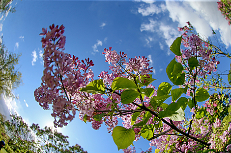 Lilac in bloom in Botanical Garden