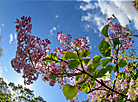 Lilac in bloom in Botanical Garden